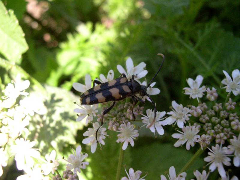 Coleotteri in Val di Tures